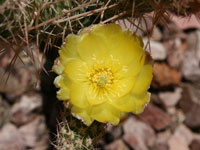 Tephrocactus weberi