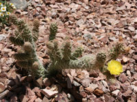 Tephrocactus weberi