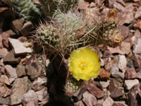 Tephrocactus weberi