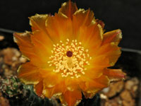 Tephrocactus weberi