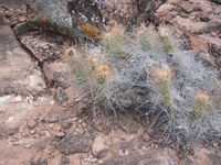 Tephrocactus weberi