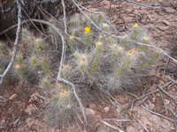 Tephrocactus weberi