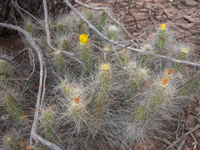 Tephrocactus weberi