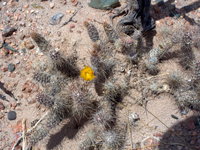 Tephrocactus weberi