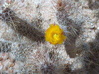 Tephrocactus weberi