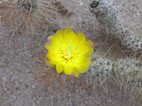 Tephrocactus weberi