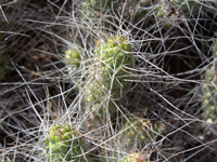 Tephrocactus weberi