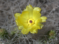 Tephrocactus weberi