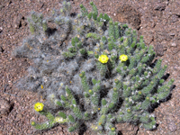 Tephrocactus weberi