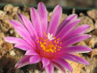 Turbinicarpus x pulcherrimus