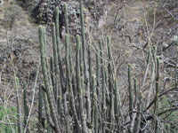 Weberbauerocereus cuzcoensis