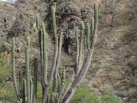 Weberbauerocereus cuzcoensis