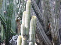 Weberbauerocereus johnsonii