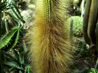 Weberbauerocereus johnsonii