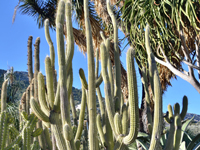 Weberbauerocereus longicomus