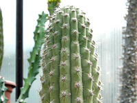 Weberbauerocereus longicomus