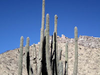 Weberbauerocereus rauhii