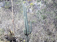 Weberbauerocereus winterianus