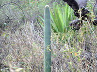 Weberbauerocereus winterianus