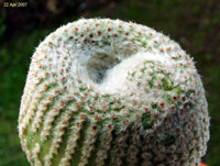 Yavia cryptocarpa