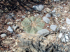 Astrophytum asterias