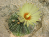 Astrophytum asterias