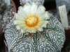 Astrophytum asterias