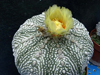 Astrophytum asterias