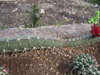 Acanthocereus baxaniensis