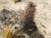 Austrocactus bertinii