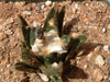 Ariocarpus bravoanus