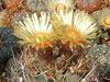 Astrophytum capricorne