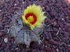 Astrophytum capricorne