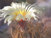 Astrophytum capricorne