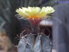 Astrophytum capricorne