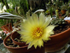 Astrophytum caput-medusae