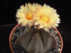 Astrophytum myriostigma