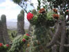 Austrocylindropuntia cylindrica