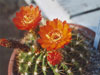 Acanthocalycium ferrarii