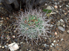 Acanthocalycium ferrarii