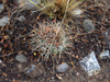 Acanthocalycium ferrarii