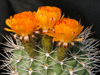 Acanthocalycium ferrarii