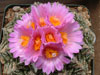 Ariocarpus fissuratus