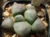 Ariocarpus fissuratus