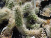 Austrocylindropuntia floccosa