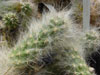 Austrocylindropuntia floccosa