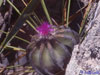 Aztekium hintonii