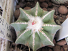 Aztekium hintonii