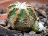 Aztekium hintonii