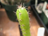 Acanthocereus horridus